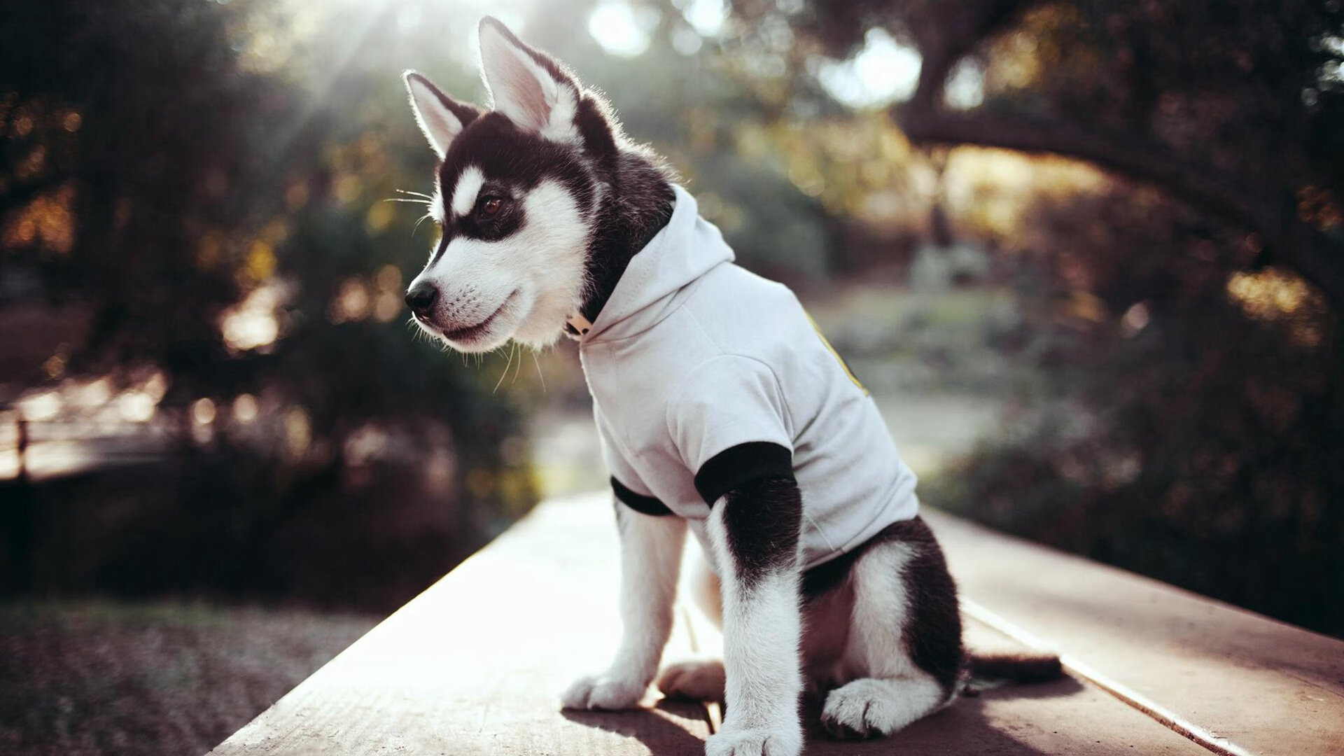 跨越赛场的统治力，从霍勒迪欧冠接管到灰熊步行者鏖战