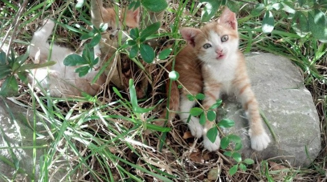 PG电子APP-英超争冠焦点战，英格兰带走罗马的足球启示